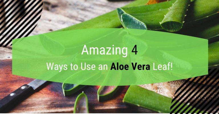 4 Amazing Ways To Use an Aloe Vera Leaf!